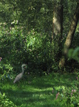 SX24025 Heron in Biesbosch.jpg